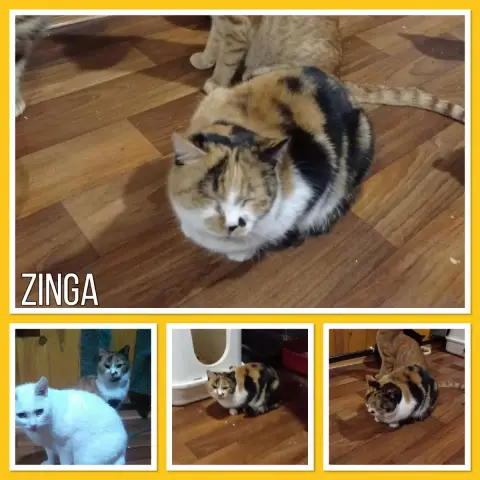 Zinga