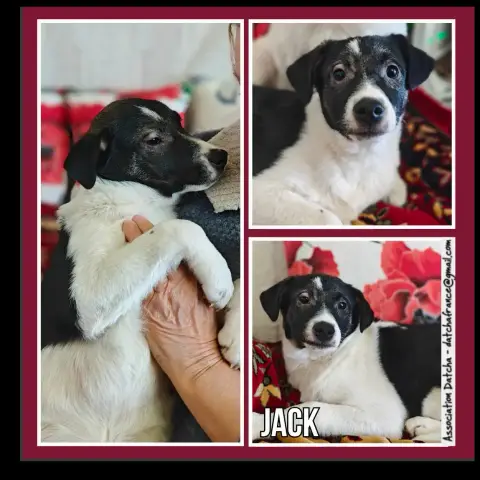 Jack