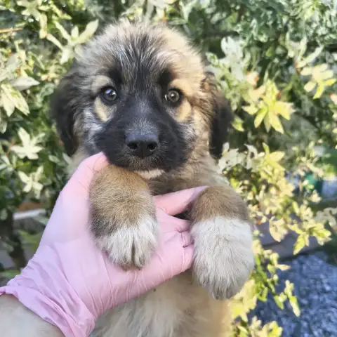 Siya
