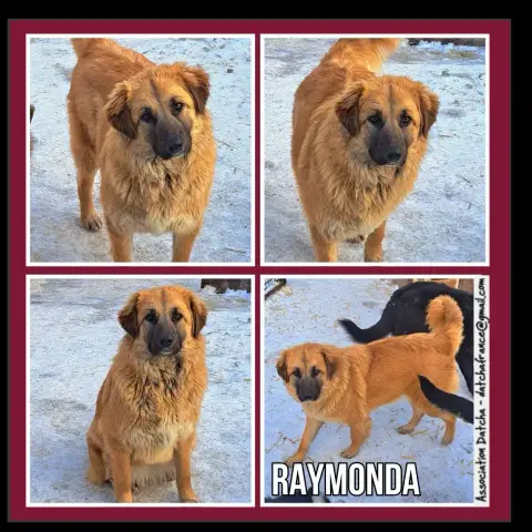 Raymonda