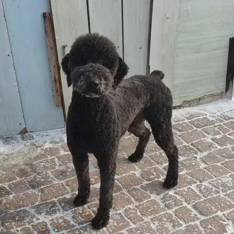 Oliver