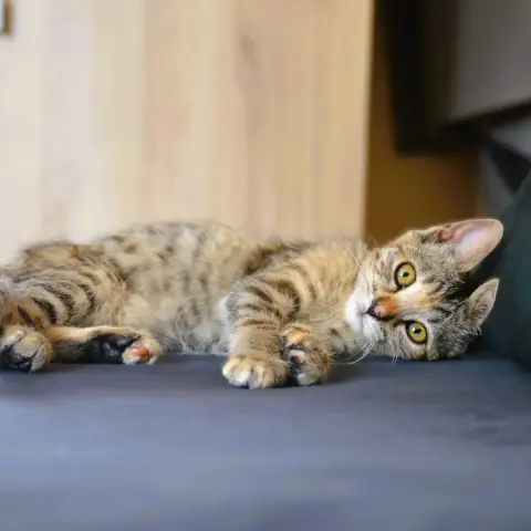 Nova photo 2