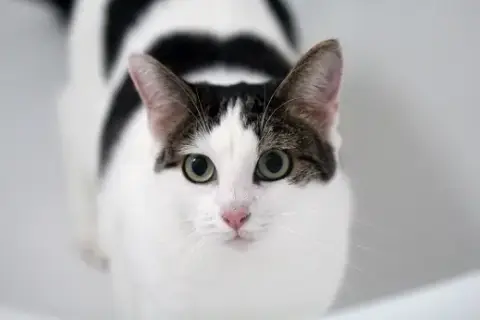Tabata