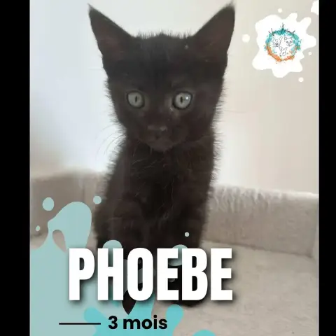 Phoebe