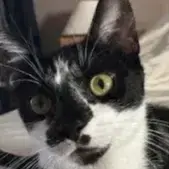 Kitty