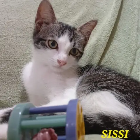 Sissi photo 3
