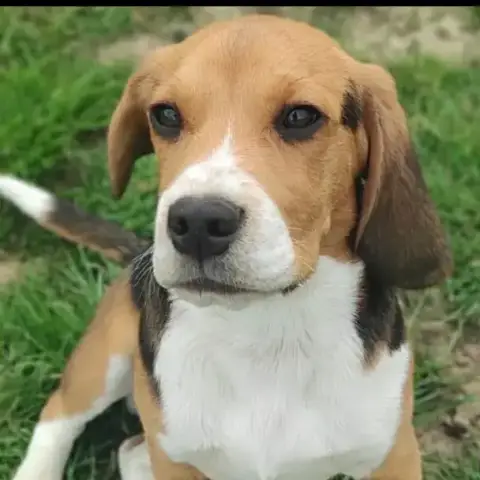 Ayko