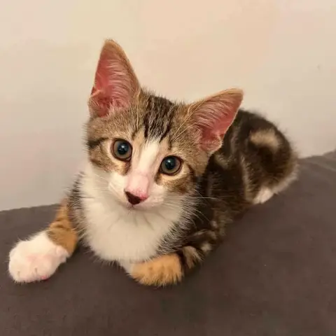 Izzy