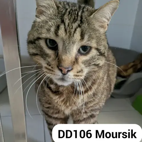 Moursik