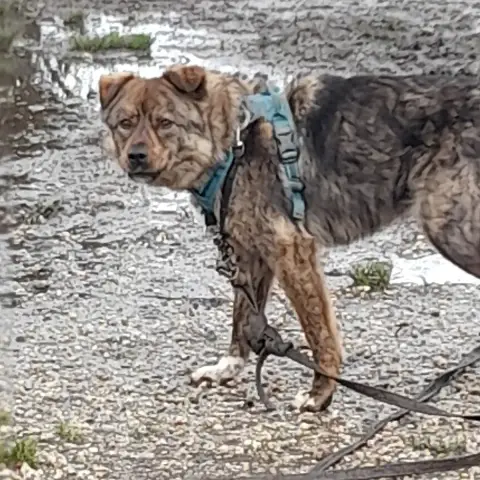 Salamèche Chien Roumain