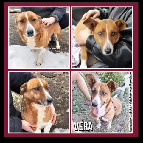 Vera