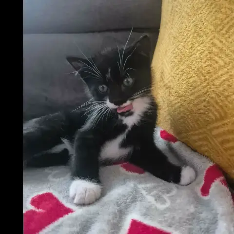 Moustache