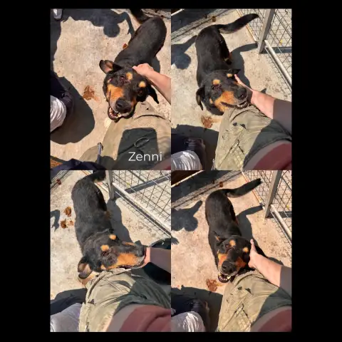 Zenni