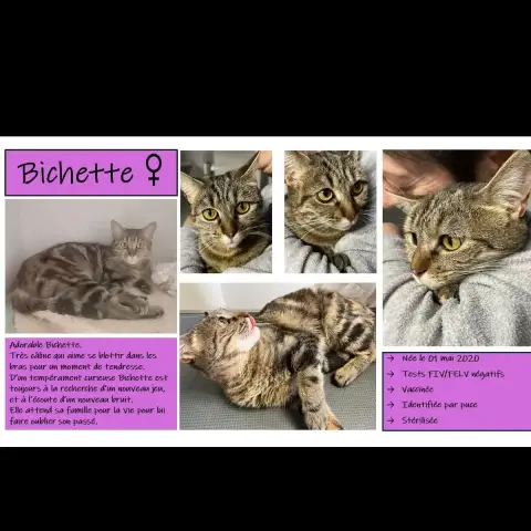 Bichette