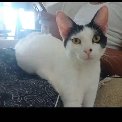 Kalicy
