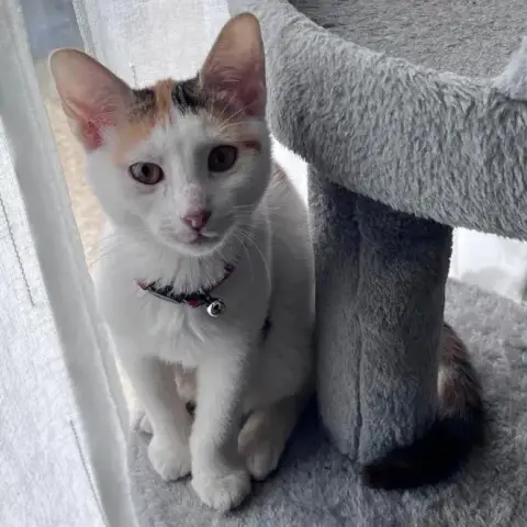 Chat–Kira
