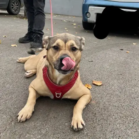 Tyson