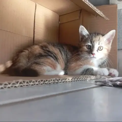 Petit Chatonne photo 2