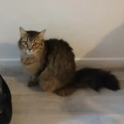 Tigrou photo 2