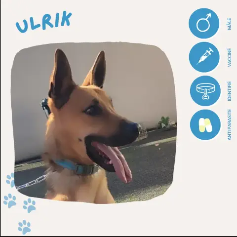 Ulrik