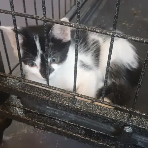 Baya
