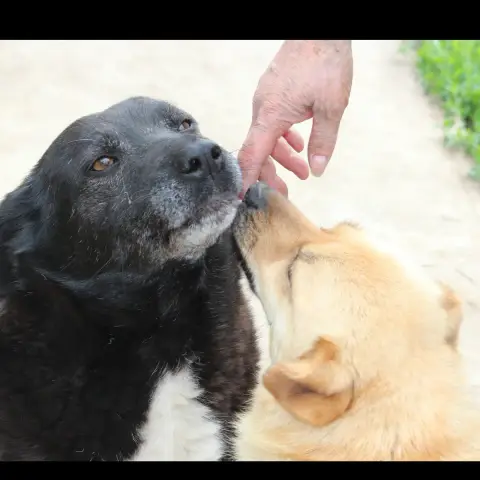 Tonka photo 3