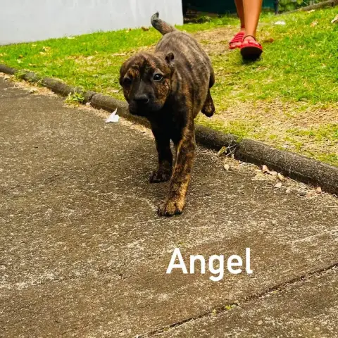 Angel photo 2