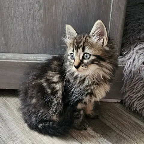 Kitcat photo 3
