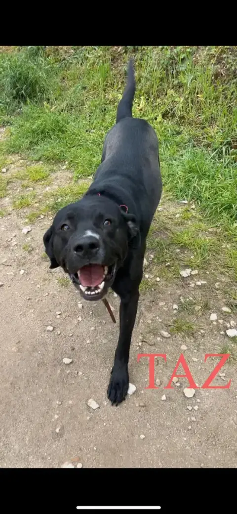Taz