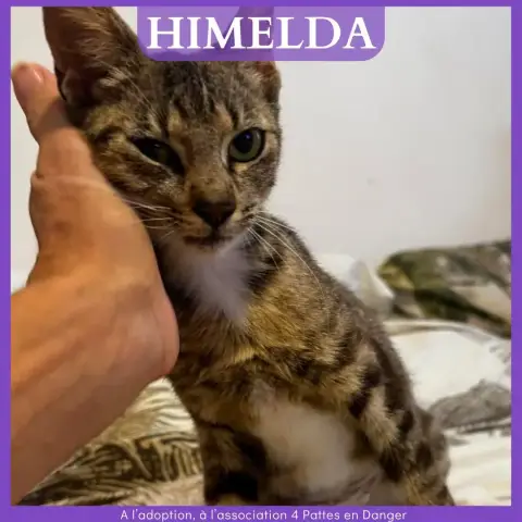 Himelda