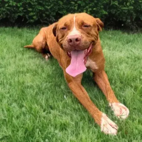 Starlett Chienne