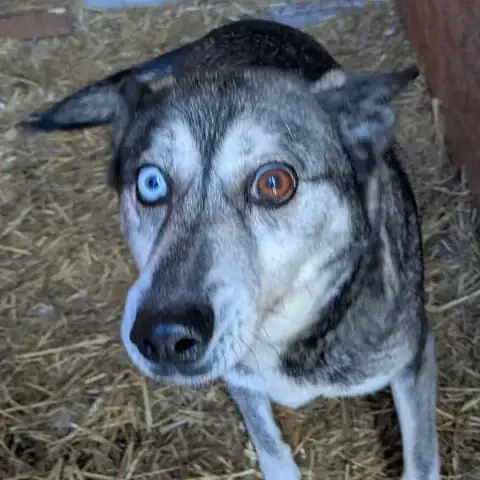 Igor photo 3