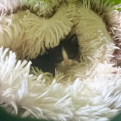 Whiskas photo 2