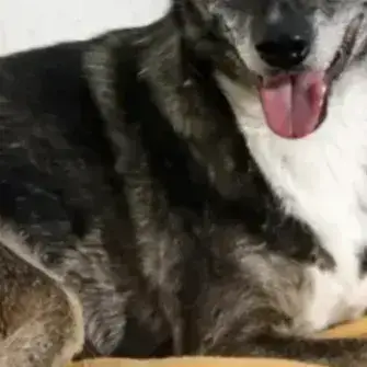 Niska