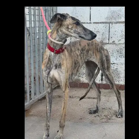Lassie photo 2