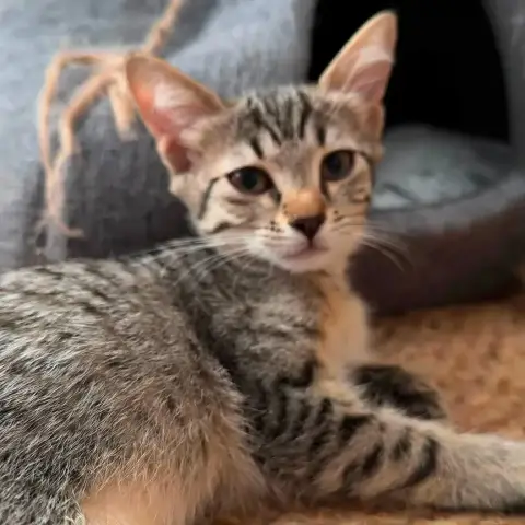 Nyx