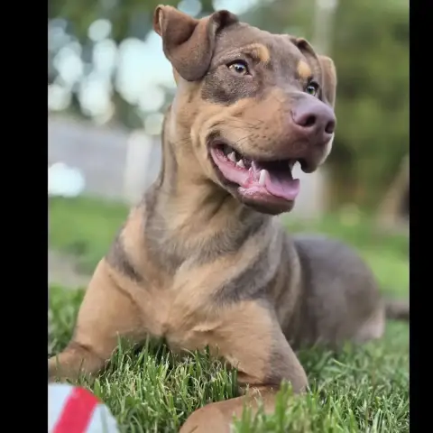 Arya