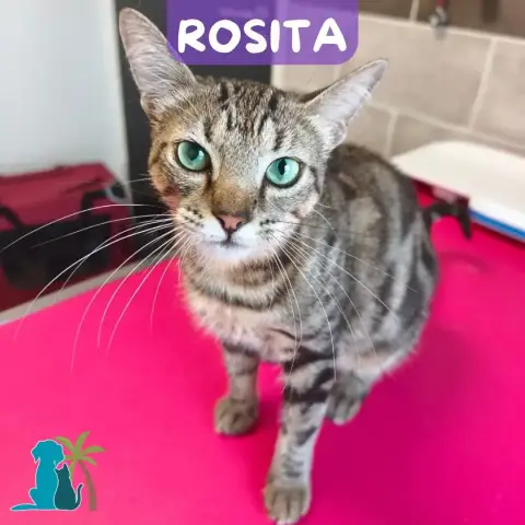 Rosita