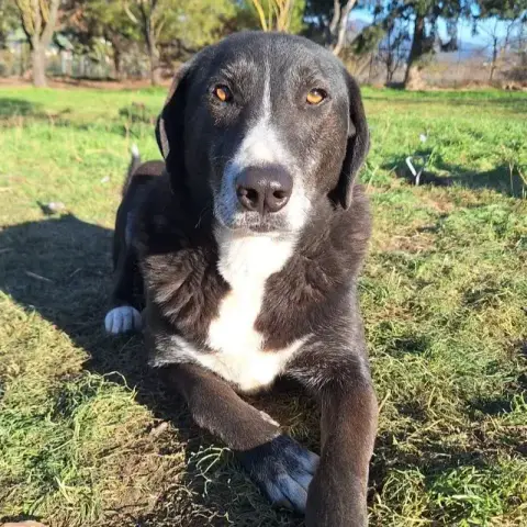 Angel
