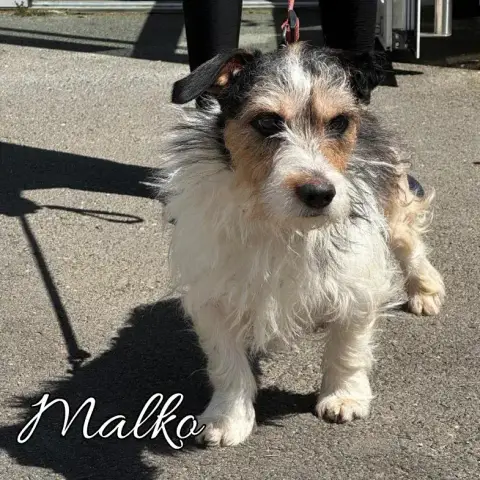 Malko