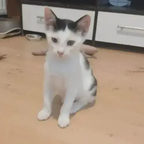 Oufti