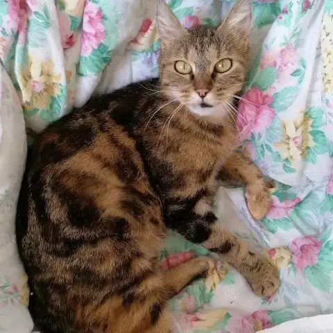 Toffee