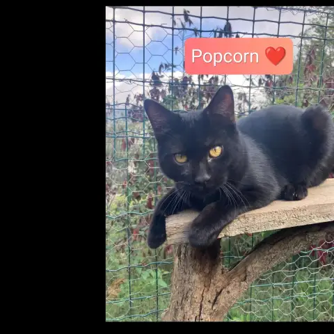 Popcorn