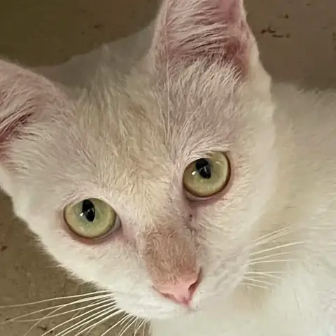 Esther Chatte Blanche photo 2