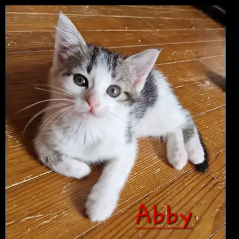 Abby