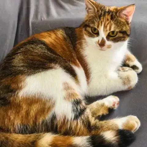 Auburn