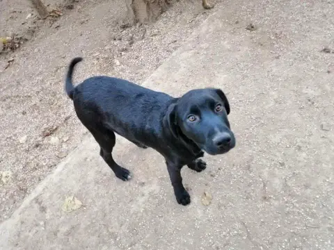 Chico photo 2
