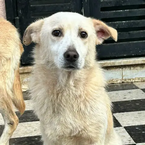 Balou photo 2