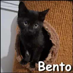 Bento