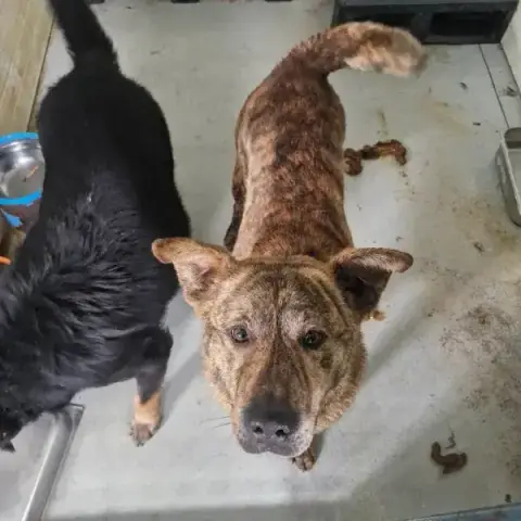 Rufus